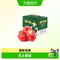 绿行者 沙瓤粉番茄