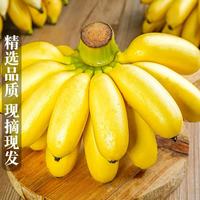 京喜加 广西小米蕉带箱2斤