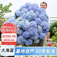 海蒂的花园 旗舰店大花绣球花苗无尽夏阳台庭院花卉盆栽植物盆栽绿植绣球花苗 大花绣球大海蓝1加仑盆 含盆