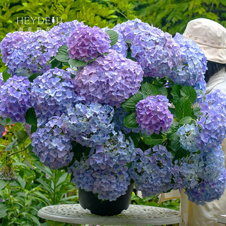 海蒂的花园 大花绣球花苗 无尽夏 大海蓝 1加仑盆