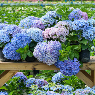 海蒂的花园 大花绣球花苗 无尽夏 大海蓝 1加仑盆