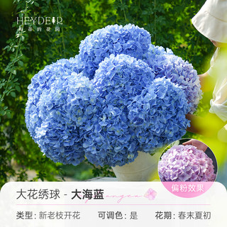 海蒂的花园 大花绣球花苗 无尽夏 大海蓝 1加仑盆