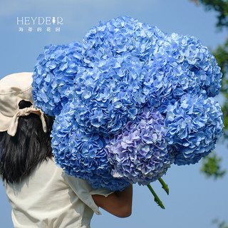 海蒂的花园 大花绣球花苗 无尽夏 大海蓝 1加仑盆