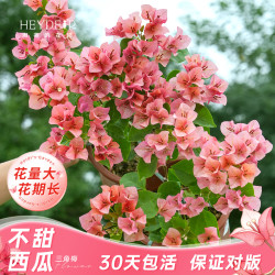 海蒂的花园 三角梅多年生花灌木花期长阳台庭院花卉植物盆栽老桩造景爬藤灌木 三角梅不甜西瓜16cm盆