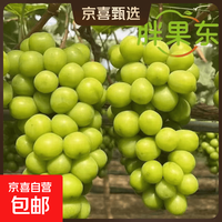 江苏阳光玫瑰香印青提纯甜无籽应季上市现摘现发 新鲜采摘