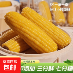 当季新货头茬东北黄甜糯玉米棒真空包装低脂黄糯大棒甜东北黏苞米 黄糯玉米6支