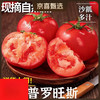 山东普罗旺斯西红柿新鲜自然熟水果当季沙瓤西红柿蔬菜 普罗旺斯4斤带箱