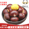 探味先生 丹东板栗 新鲜栗子 生板栗 产地直发 新鲜蔬菜 时令生鲜 净重 5.8斤 大果