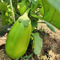 囧仙子 青茄子 新鲜现摘 5斤