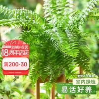 海蒂的花园 旗舰店霸王蕨鸟巢蕨办公室绿植书桌客厅阳台四季室内盆栽好养植物 霸王蕨16cm盆