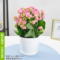 嘉岩 长寿花盆栽 粉色 不含盆