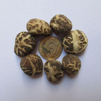 楼上菇凉 小冬菇花菇香菇（直径2~3厘米）500g