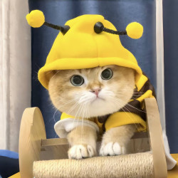 阿莫尔 秋冬季猫咪条纹可爱小蜜蜂变身装卫衣狗狗两脚泰迪衣服宠物狗衣服
