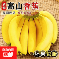 京喜加 广东本地香蕉香甜软糯海边种植孕妇老人小孩都爱吃产地直发 8斤中果 香甜软糯
