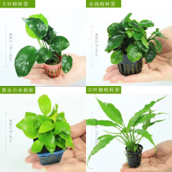 鱼缸水草造景金钱榕水榕椒榕黄金小水榕绑沉木水草新手懒人真水草