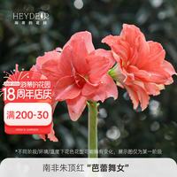 海蒂的花园 南非朱顶红芭蕾舞女 16/18cm 重瓣种球