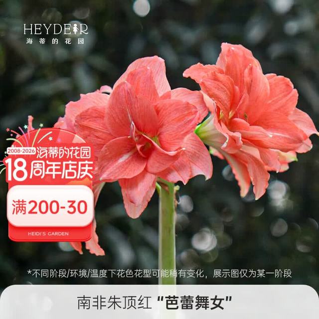 海蒂的花园 南非朱顶红芭蕾舞女 16/18cm 重瓣种球