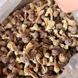 现收山货 姬松茸 半斤