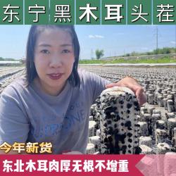 今年新货头茬东北黑木耳头茬肉厚无根250克/500g