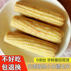 浅花嫩花糯小花糯玉米白糯玉米小玉米云南西双版纳