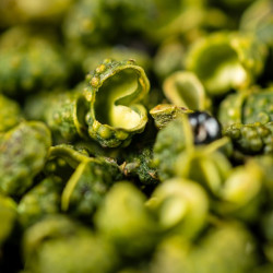 四川平昌特产散装干青花椒100g一袋浓麻椒香干花椒炒菜卤肉增香