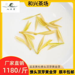 沁河湾2026年新茶黄金叶撩头顶芽头采茶场直发