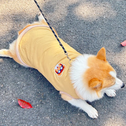 宠物棉衣秋冬季加厚柴犬柯基狗狗衣服2024新款可牵引马甲背心加绒