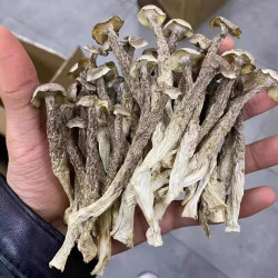 宝元堂 鹿茸菇200g/袋 鹿茸菌新货食用菌菇干货营养香菇煲汤食材