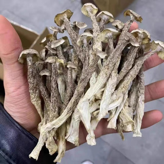 宝元堂 鹿茸菇200g/袋 鹿茸菌新货食用菌菇干货营养香菇煲汤食材