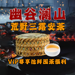 幽谷澜山祁门安茶安徽黑茶小师姐评茶