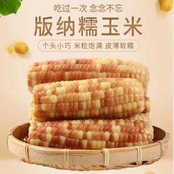 云南西双版纳香糯小玉米甜糯真空包装即食玉米棒迷你新鲜糯粘玉米