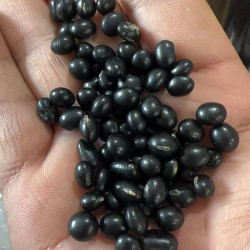 优选 黑豆 250克 煲汤