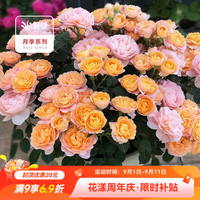 虹越 月季盆栽小苗果汁阳台（P9盆栽苗）