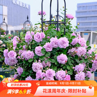 虹越 花园月季盆栽苗 蓝色阴雨（P9盆栽苗）