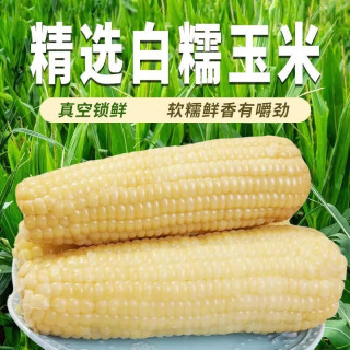 今年头茬新鲜白糯玉米甜糯粘玉米真空装非转基因黏苞米粗粮代餐 白糯玉米均重250g*8支