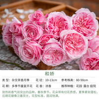 天狼 月季庭院阳台盆栽玫瑰蔷薇好养花卉新手推荐绿植 和娇 1.2升
