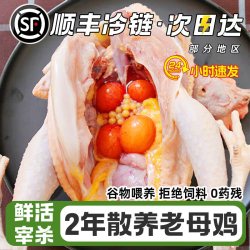大用好味道 老母鸡土鸡农家散养新鲜整只走地鸡跑山鸡正宗土鸡草鸡