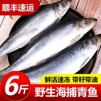 嵩海生鲜 野生青鱼新鲜海鲜野生深海冷水鱼懒人之宝鲱鱼冷冻海鲜东北沙丁鱼