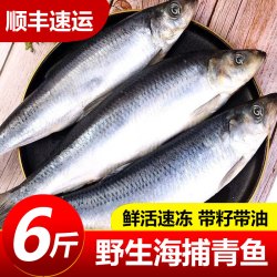 嵩海生鲜 野生青鱼新鲜海鲜野生深海冷水鱼懒人之宝鲱鱼冷冻海鲜东北沙丁鱼