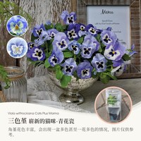 虹越 角堇三色堇盆栽 庭院阳台耐寒花卉绿植