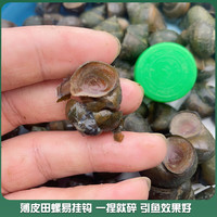 捕渔笙顺丰薄皮脆螺钓鱼饵料鲜活挂钩田螺打窝石螺蛳野钓黑坑水库大青鱼 打窝小石螺3斤 1g