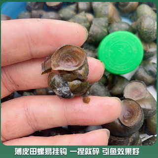 捕渔笙顺丰薄皮脆螺钓鱼饵料鲜活挂钩田螺打窝石螺蛳野钓黑坑水库大青鱼 打窝小石螺3斤 1g