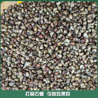 捕渔笙顺丰薄皮脆螺钓鱼饵料鲜活挂钩田螺打窝石螺蛳野钓黑坑水库大青鱼 打窝小石螺3斤 1g