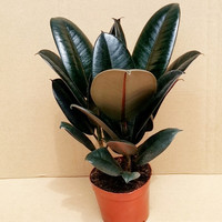 森岳 橡皮树盆栽 50-60cm 3颗装