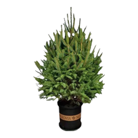 春花妙意 白茉莉花盆栽 高30cm冠幅25cm 大苗