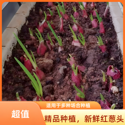 左格 四季小香葱干红葱农家香葱头香葱头食阳台院子火葱毛葱黄葱红葱头