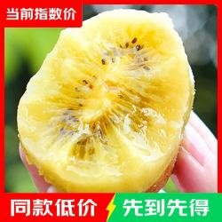 淳果一木 黄心猕猴桃 黄金奇异果金果猕猴桃 新鲜水果 生鲜 水果 12个装单果 50-70克+
