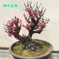 花竹恋 红梅盆景树桩盆栽 5年苗