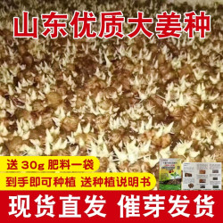 愉尚 山东大姜生姜老姜黄姜正宗山东大姜