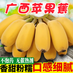 俊怡 广西苹果蕉新鲜水果当季直播卖货芭蕉非海南粉蕉批发香蕉2-10斤